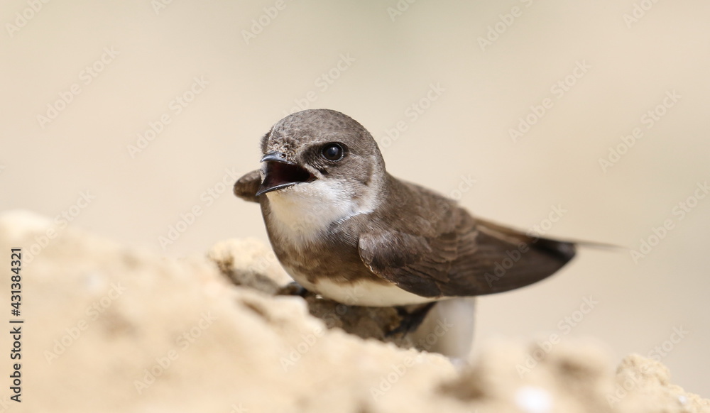 Fototapeta premium Swallow Sand Martin background, riparia riparia