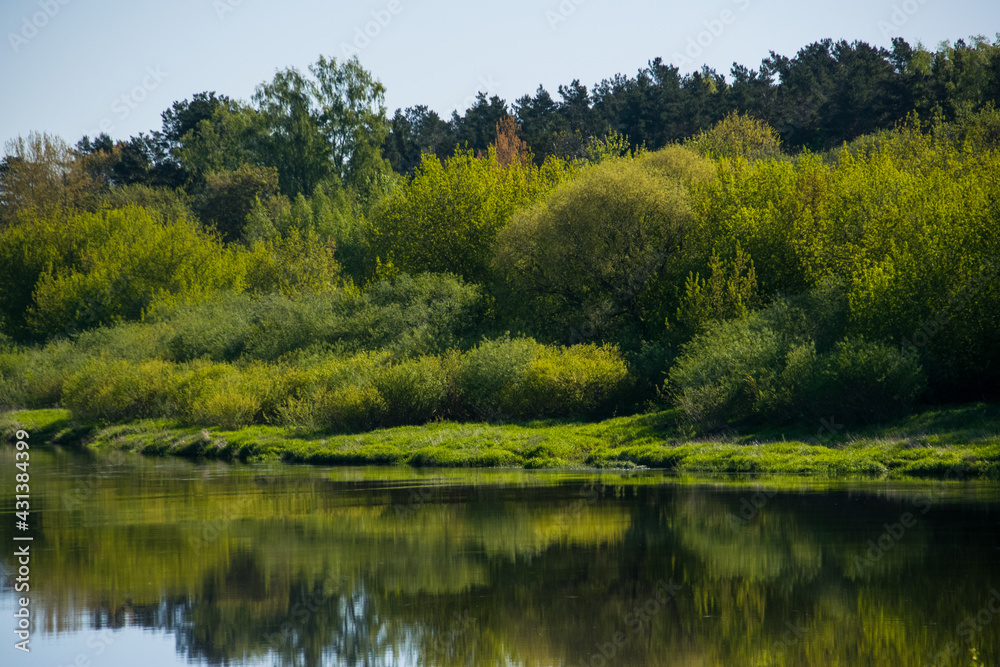 Fototapeta premium Forest by the river in summer. Latvia.