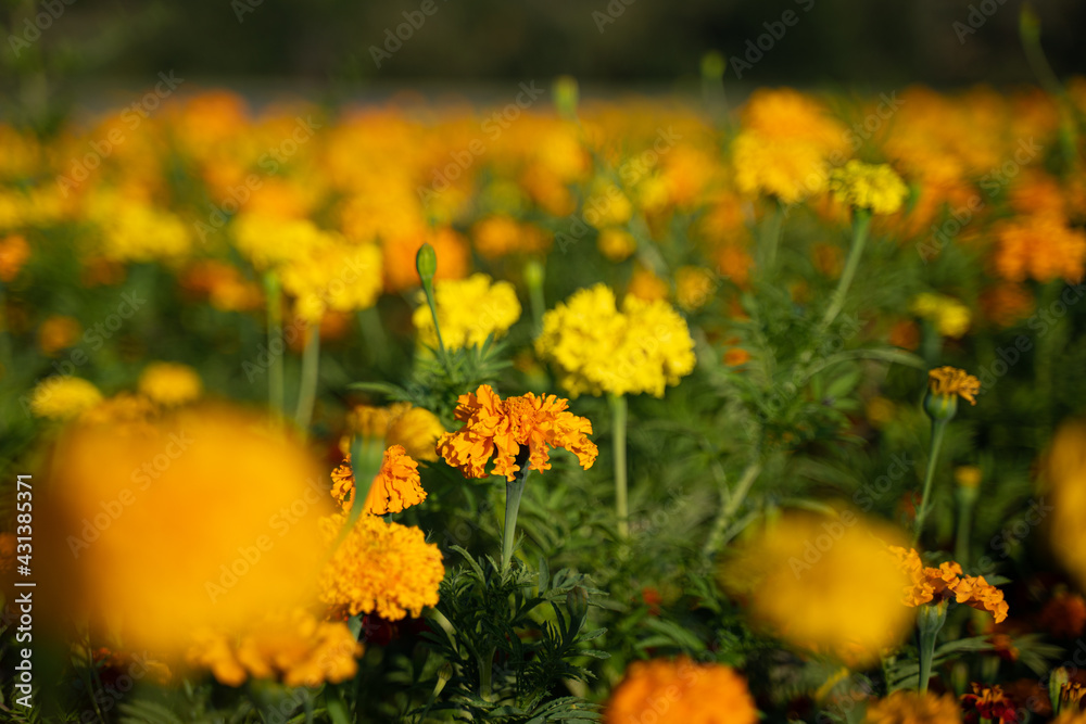 the marigold flowers blooming at avery area in Germany the marigold flowers blooming at avery area in Germany