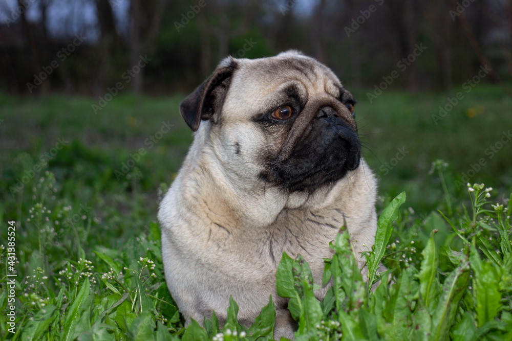 Pug dog on the green grass