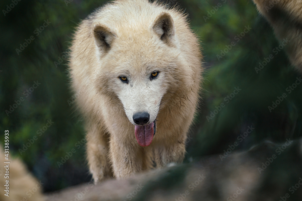 Obraz premium Arctic wolf (Canis lupus arctos), also known as the white wolf or polar wolf