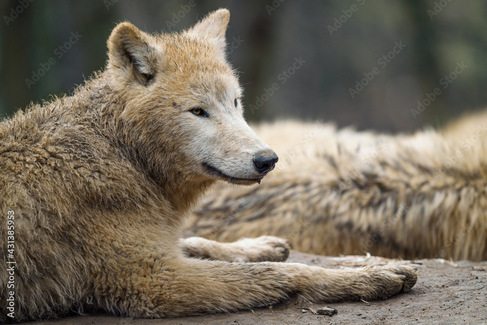 Arctic wolf (Canis lupus arctos), also known as the white wolf or polar wolf