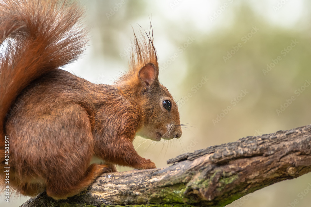 Eichhörnchen auf Ast Eichhörnchen auf Ast