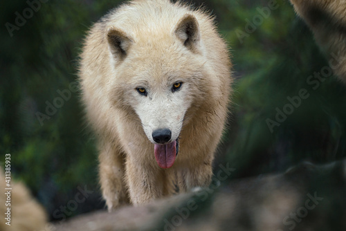 Arctic wolf  Canis lupus arctos   also known as the white wolf or polar wolf