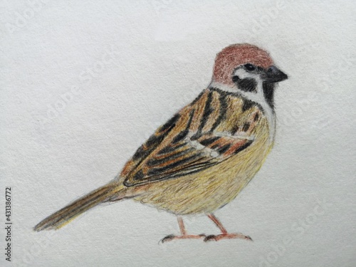 Sparrow - colored pencils art