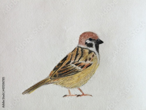 Sparrow - colored pencils illustration