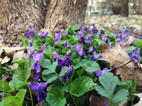 Flowers in the forest -  Beautiful sweet violet flowers in the grass during springtime -  Viola odorata