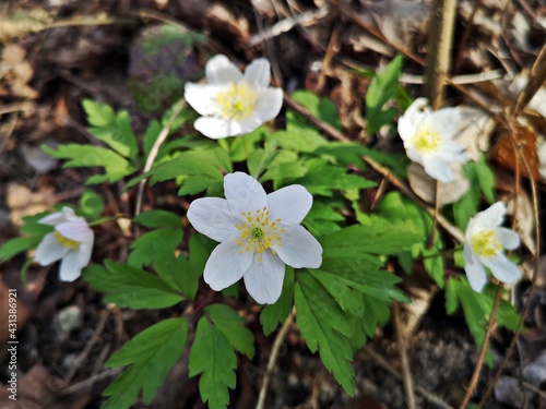 Flowers in the forest - Snowdrop anemone - Anemonoides sylvestris  known as snowdrop anemone or snowdrop windflower  is a perennial plant flowering in spring