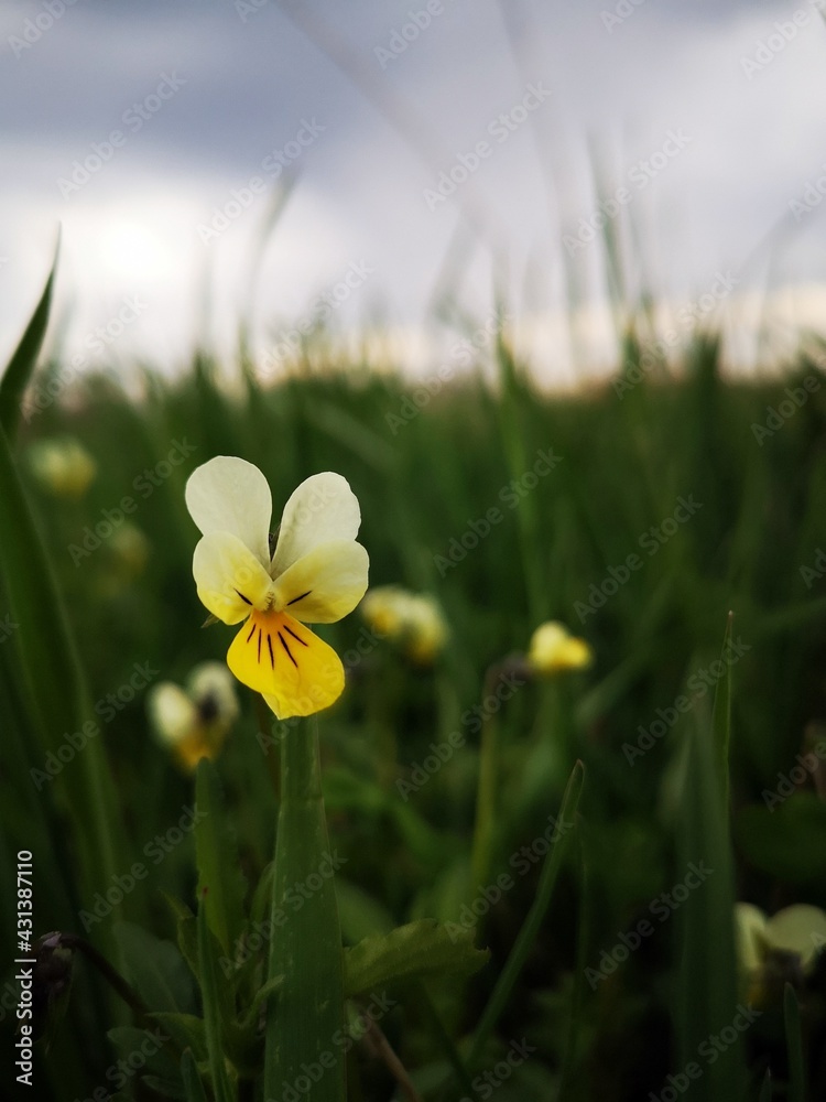 European field pansy in the meadow. Viola arvensis Murray ,Violaceae. European field pansy in the meadow. Viola arvensis Murray ,Violaceae.