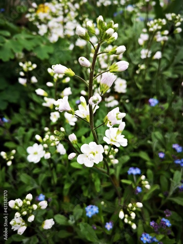 White flowers in the garden - springtime. Gardening during springtime