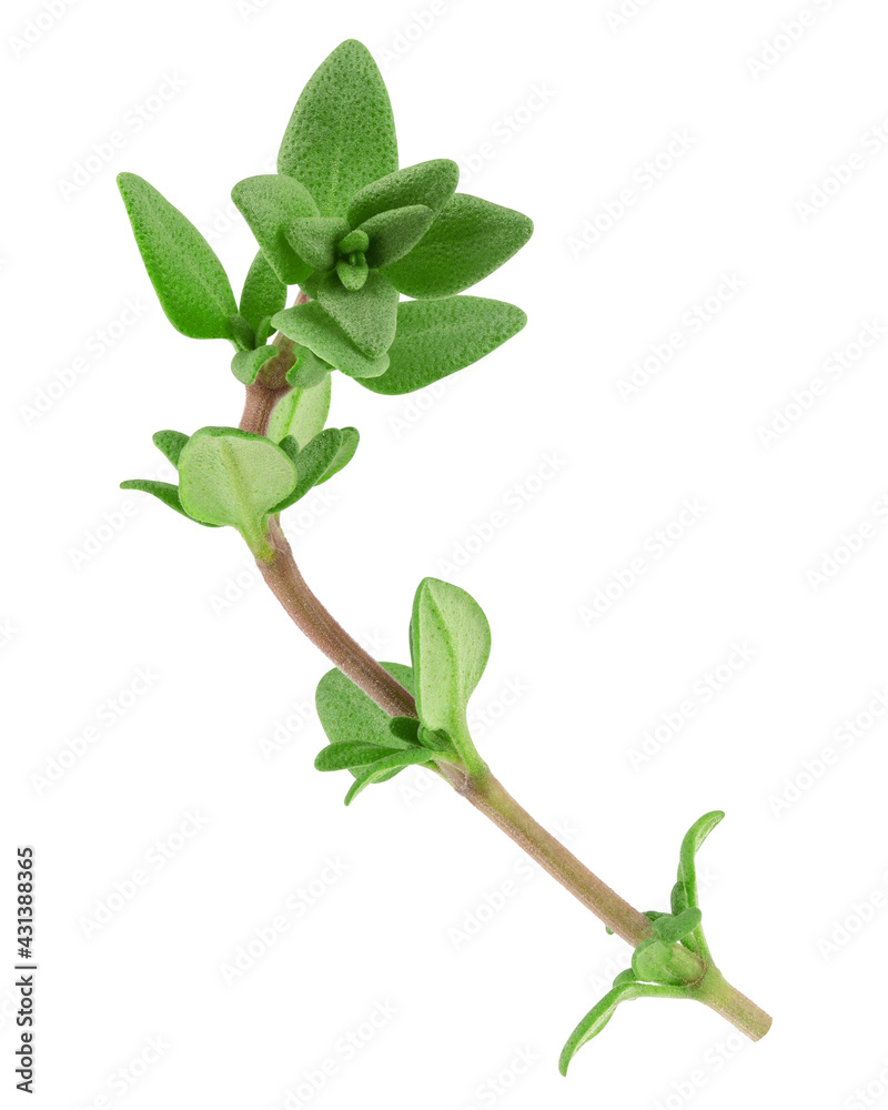 Fototapeta premium Thyme isolated on white background, full depth of field, clipping path