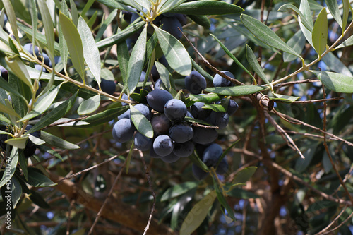 A branch with olives in a olive tree