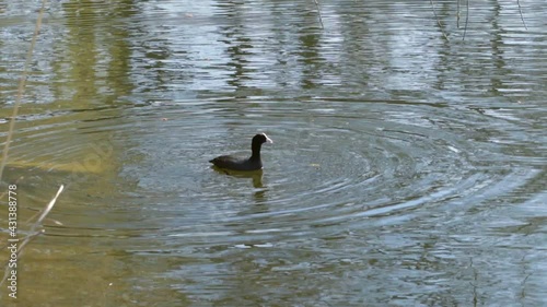 Coot bird dives into the lake for algae