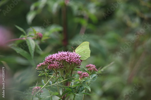 Weißling auf Staudenblüte