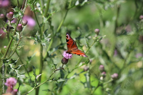 Tagpfauenauge auf Distelblüte