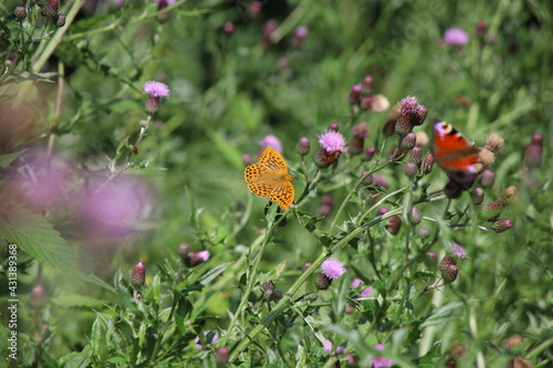 Große Perlmutterfalter auf Distelblüte