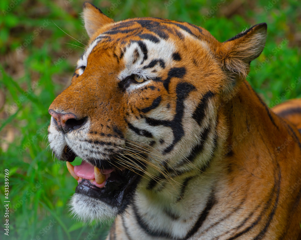 Fototapeta premium Tiger
