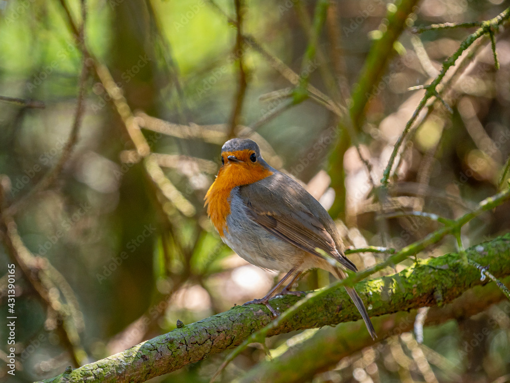 Red Robin (Erithacus rubecula) bird close up in a forest Red Robin (Erithacus rubecula) bird close up in a forest