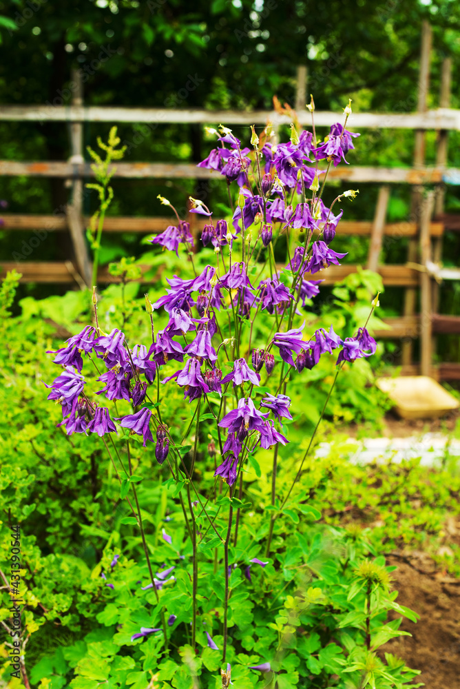 Obraz premium aquilegia flowers in a rustic garden by a board fence