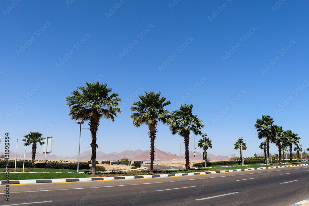 palm trees along the highway in Egypt