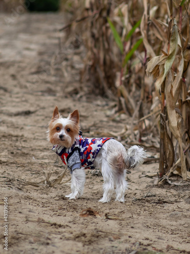 Pies yorkshire terrier biewer na polu kukurydzy 