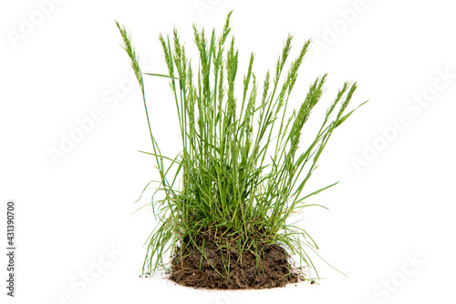 Green grass with soil segment on white background