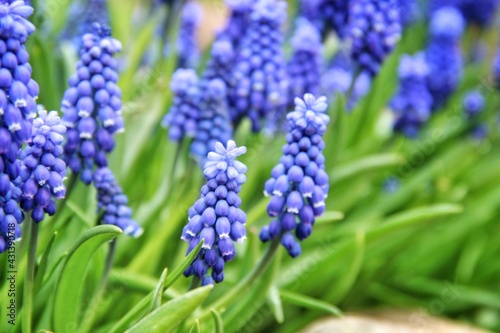 blue hyacinth flowers