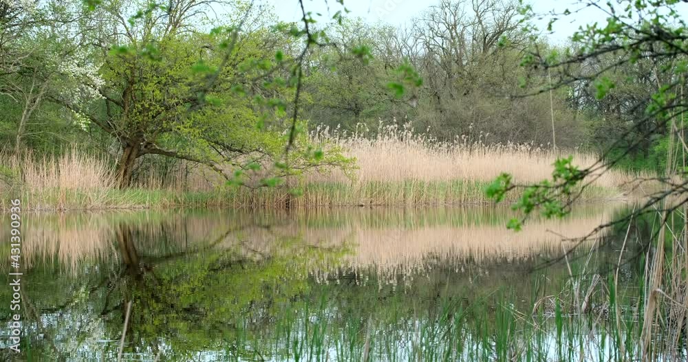 Wild nature in green forest in spring, trees reflected on pond or lake water with tranquil waves. Silence natural beauty. Beautiful landscape. River with a perfect reflection of tree in smooth water Wild nature in green forest in spring, trees reflected on pond or lake water with tranquil waves. Silence natural beauty. Beautiful landscape. River with a perfect reflection of tree in smooth water