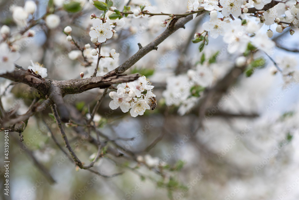 Banner background with bee and blooming tree branches, honey production and spring concept Banner background with bee and blooming tree branches, honey production and spring concept