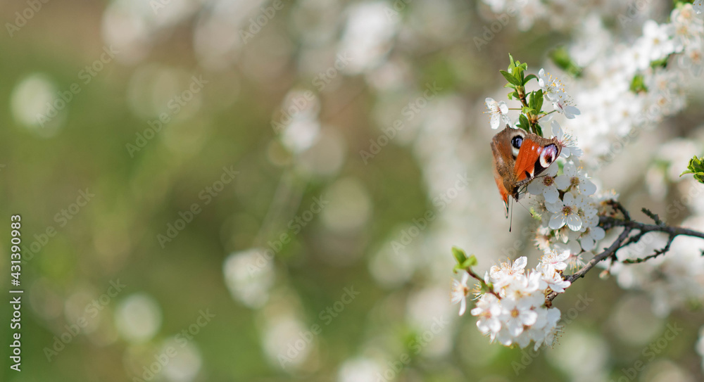 Butterfly sitting on blooming tree branch, european peacock, peacock butterfly photo, aglas io closeup in spring Butterfly sitting on blooming tree branch, european peacock, peacock butterfly photo, aglas io closeup in spring