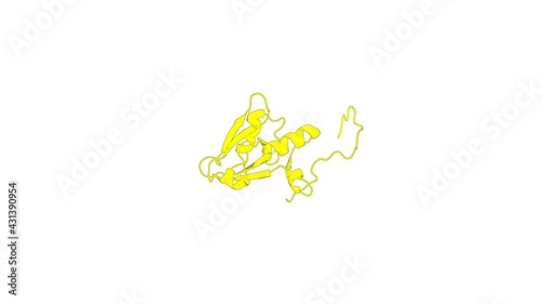 360º realistic 3D rendering of an animated biological molecule over a white background with alpha mask.  A dynamic intramolecular conformational switch autoregulates the scaffolding protein NHERF1
