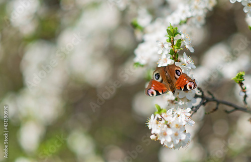 Butterfly sitting on blooming tree branch, european peacock, peacock butterfly photo, aglas io closeup in spring