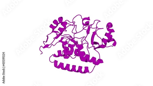 360º realistic 3D rendering of a biological molecule. The solution structure, binding properties, and dynamics of the bacterial siderophore-binding protein FepB. photo