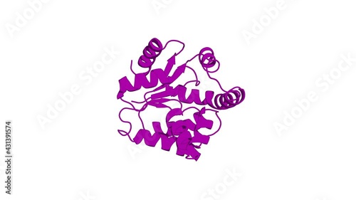 360º realistic 3D rendering of a biological molecule. Structural and Dynamic Studies on Ligand-Free Adenylate Kinase from Mycobacterium tuberculosis