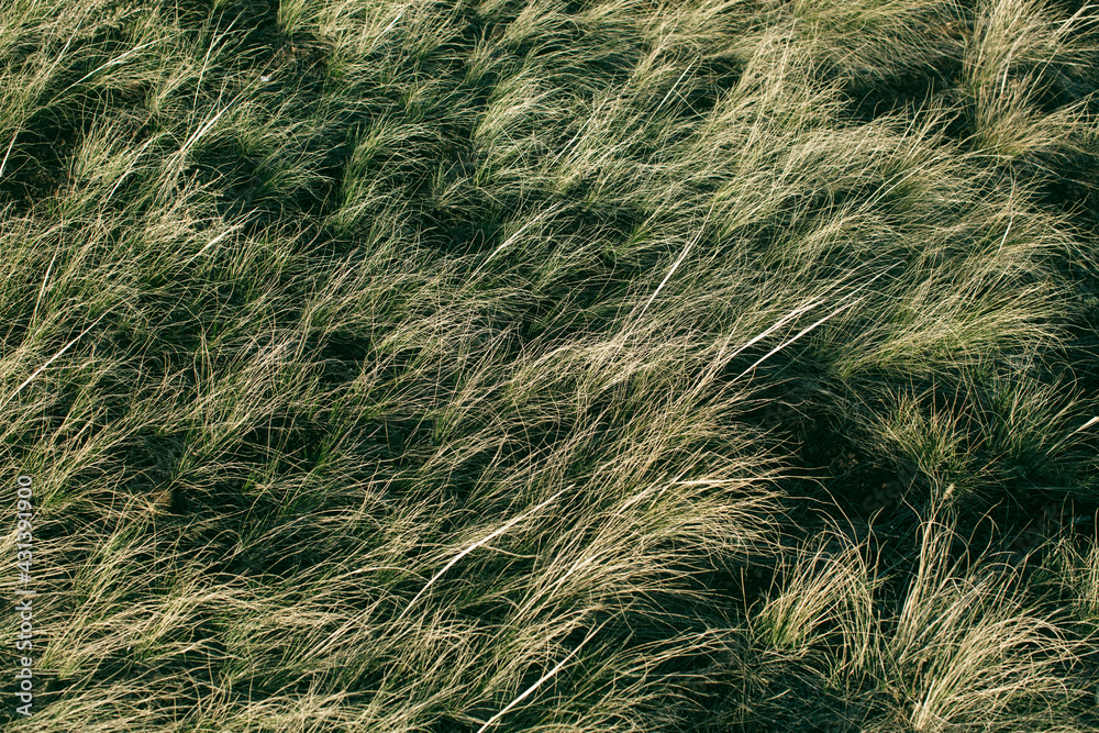 Texture of Steppe of yellow grass. West Siberia. Texture of Steppe of yellow grass. West Siberia.