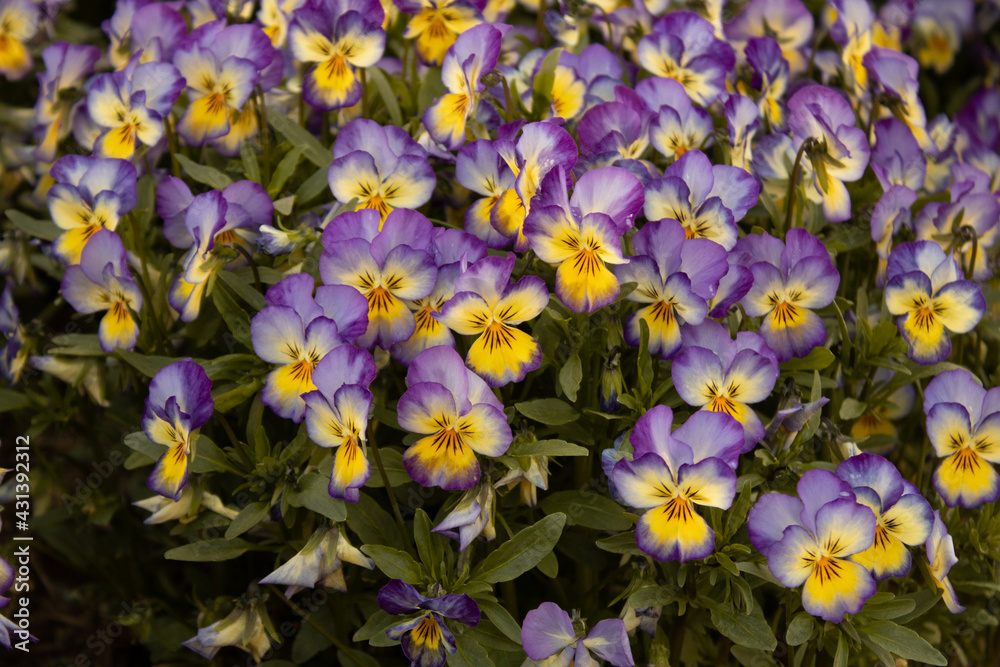 purple and yellow flowers purple and yellow flowers