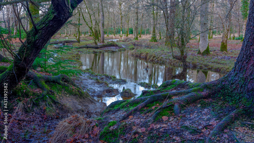 Views of the meandering Blackwater in the New Forest National Park, Hampshire, UK Views of the meandering Blackwater in the New Forest National Park, Hampshire, UK