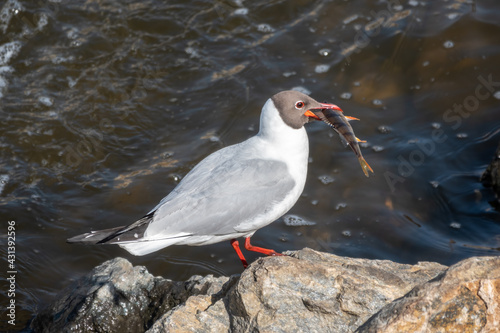 The black-headed gull stands on the river bank with a fish in its beak