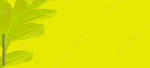 Blurry botanical background. Green branch on yellow background, horizontal view.