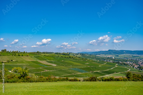 Vineyards landscape - Hallau, Switzerland 