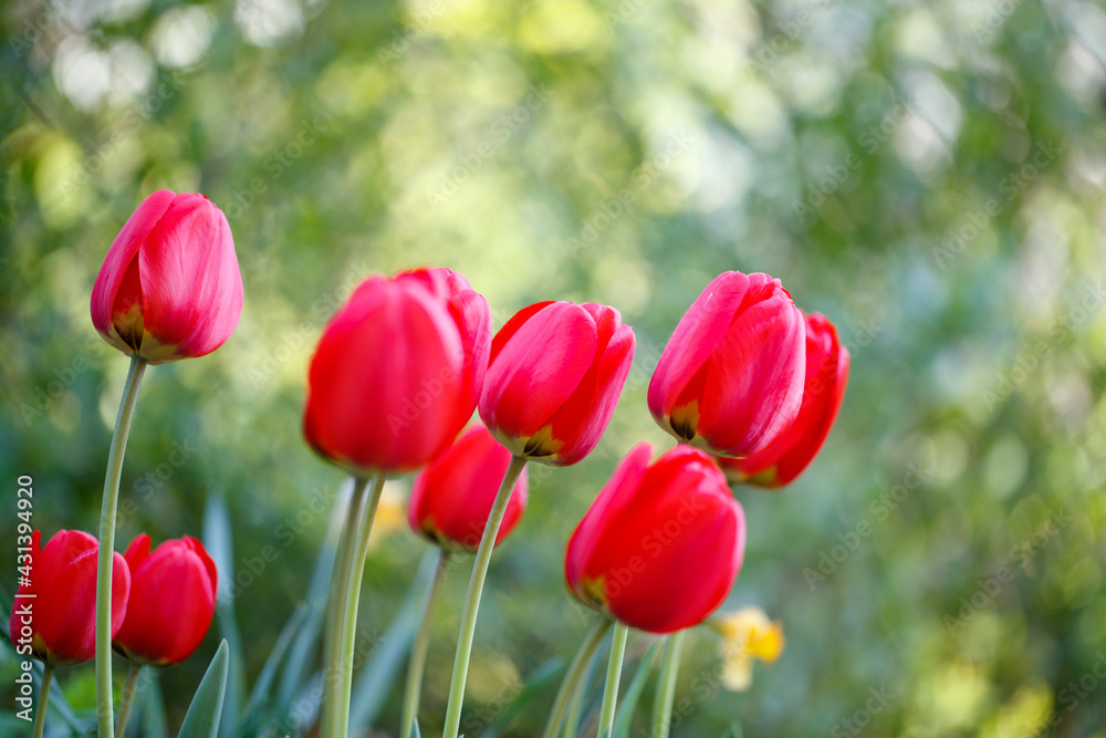 red tulips growing in the garden and turning their flowers to sun