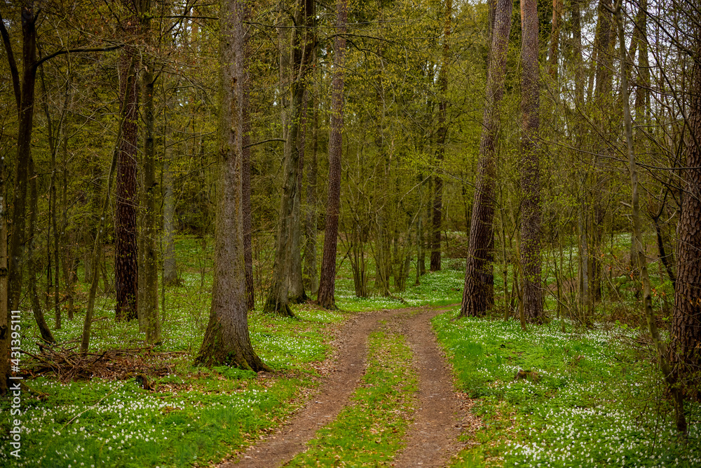 Obraz premium Path through the Warmian green forest - spring white anemone flowers, green grass, tree trunks, young leaves of trees and shrubs