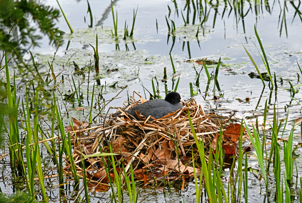 Fototapeta premium brütendes Blässhuhn im Nest