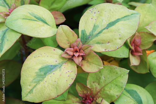 Vriegated green leaves on a Loosestrifes plant photo