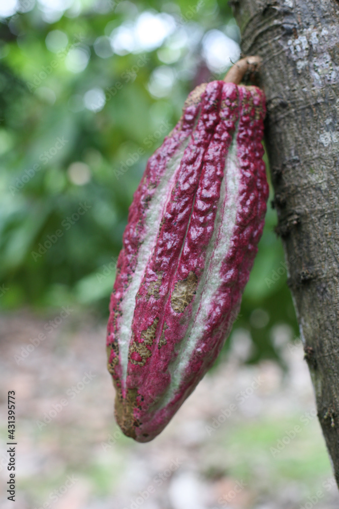 grano de cacao grano de cacao