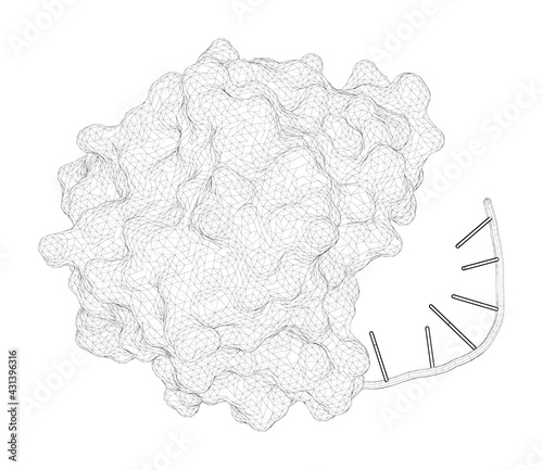 3D rendering as a line drawing of a biological molecule. Structural Basis of DNA Loop Recognition by Endonuclease V.