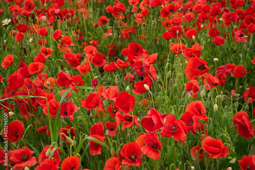 Papaver rhoeas. Natural poppy background.