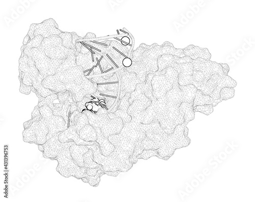 3D rendering as a line drawing of a biological molecule. Structure and Function of an RNA-Reading Thermostable DNA Polymerase. photo