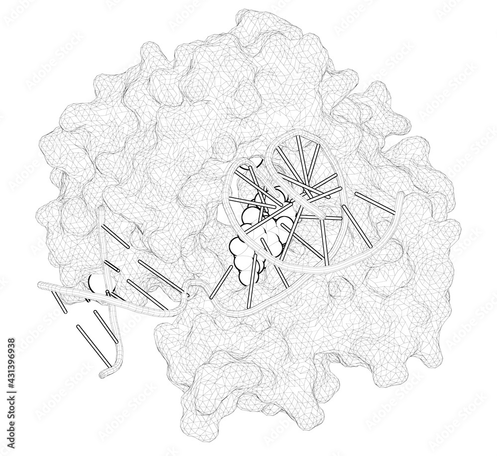 3D rendering as a line drawing of a biological molecule. Revealing an ...