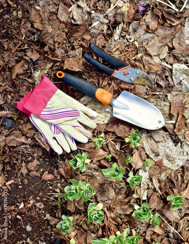 Early spring yard and garden clean up from winter season mulched flowerbeds. Nature backyard landscaped home and gardens. Photo background, lifestyle and hobbies. Close-up
